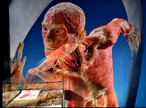 Nasi uczniowie na naukowej wystawie Body Worlds & The Cycle of Life